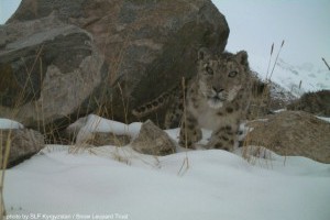 Исследователи Snow Leopard Trust смогли запечатлеть в Кыргызстане уникальные снимки снежного барса