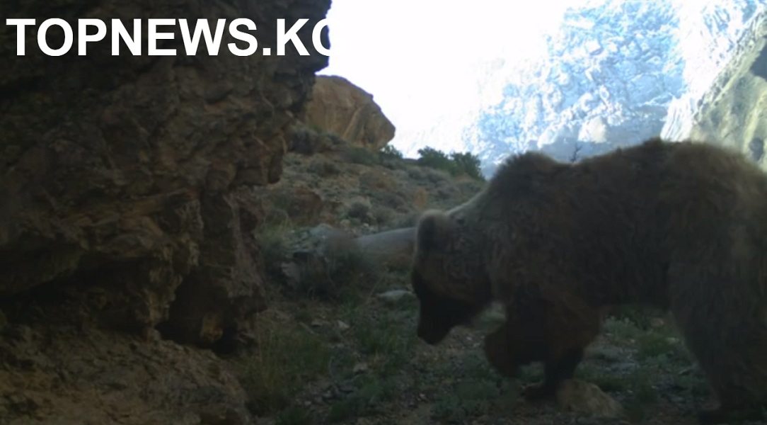 (Видео) Фотоловушка в горах Кыргызстана запечатлела бурую медведицу с маленькими медвежатами