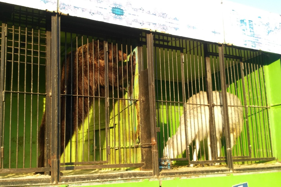 (Видео-фото) В передвижном зоопарке животные содержаться в тяжелый условиях