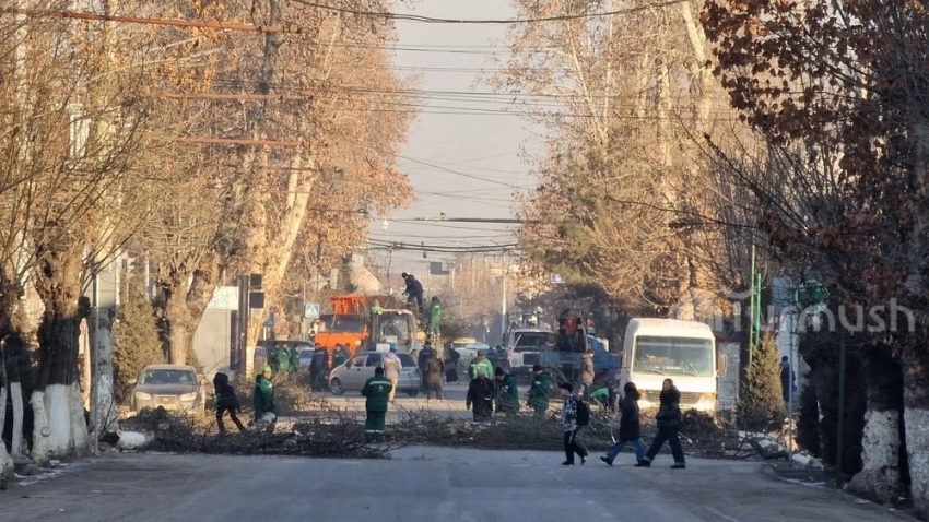 В Оше началась вырубка деревьев