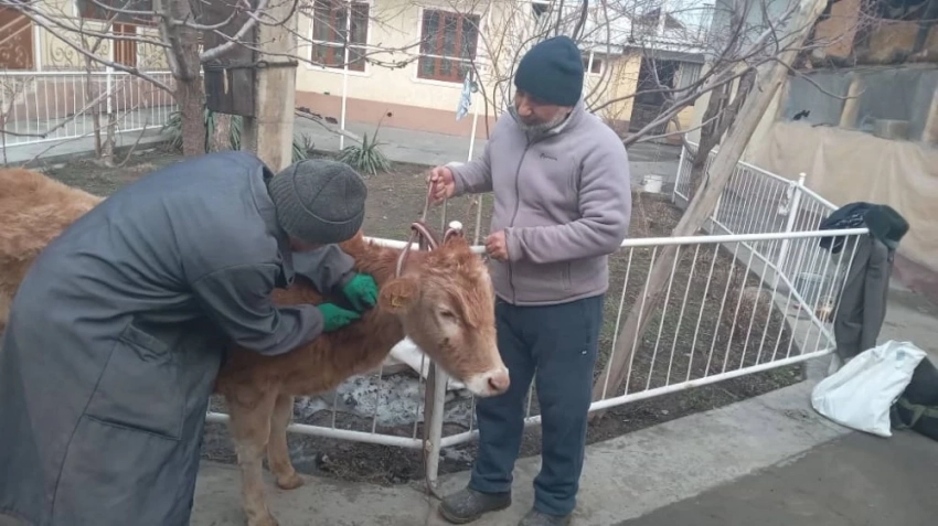 В Кыргызстане начата весенняя вакцинация скота