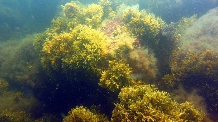 В Балтийском море обнаружили гигантский клон морских водорослей