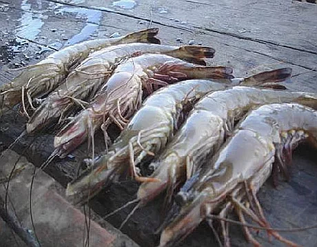 В Кыргызстан не пропустили креветки из Вьетнама