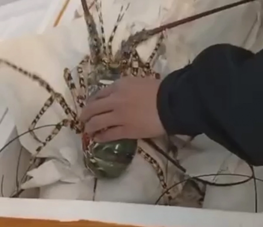 В Кыргызстан не пустили 36 живых лобстеров из Вьетнама (видео)