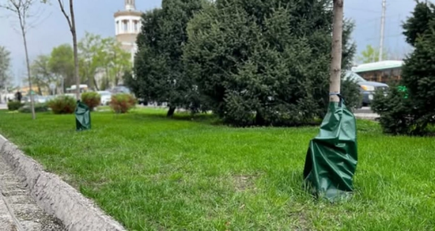 Не гуляйте по ночам: в Бишкеке начали опрыскивать деревья химпрепаратами