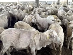 В Таласскую область из России завезут 100 овец породы меринос