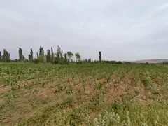 Кооператив в Ноокате развивает зерновое производство и племенное животноводство