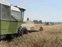 В Кара-Суйском районе стартовала уборка зерновых культур