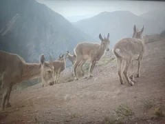 Фотоловушки запечатлели редких животных в Беш-Аральском заповеднике
