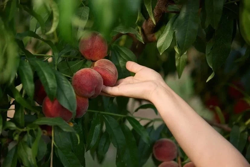Наманганские сады и натуральные продукты Siberian Wellness