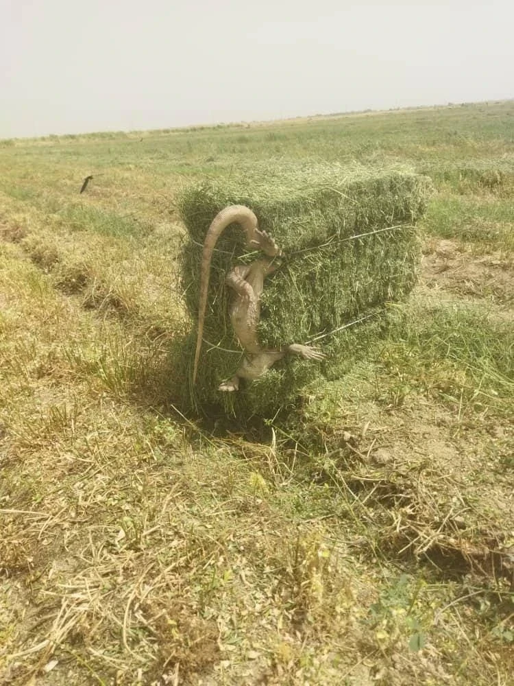 Варана упаковали в тюк сена в Джалал-Абадской области
