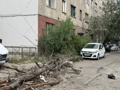 В Бишкеке из-за ветра упало дерево и повредило электролинии