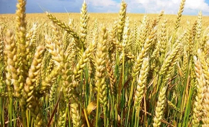 За первое полугодие текущего года было заготовлено 4 050 тонн яровых семян