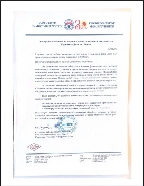 "Поливочные мешки ни при чем". В мэрии прокомментировали состояние кленов в центре Бишкека