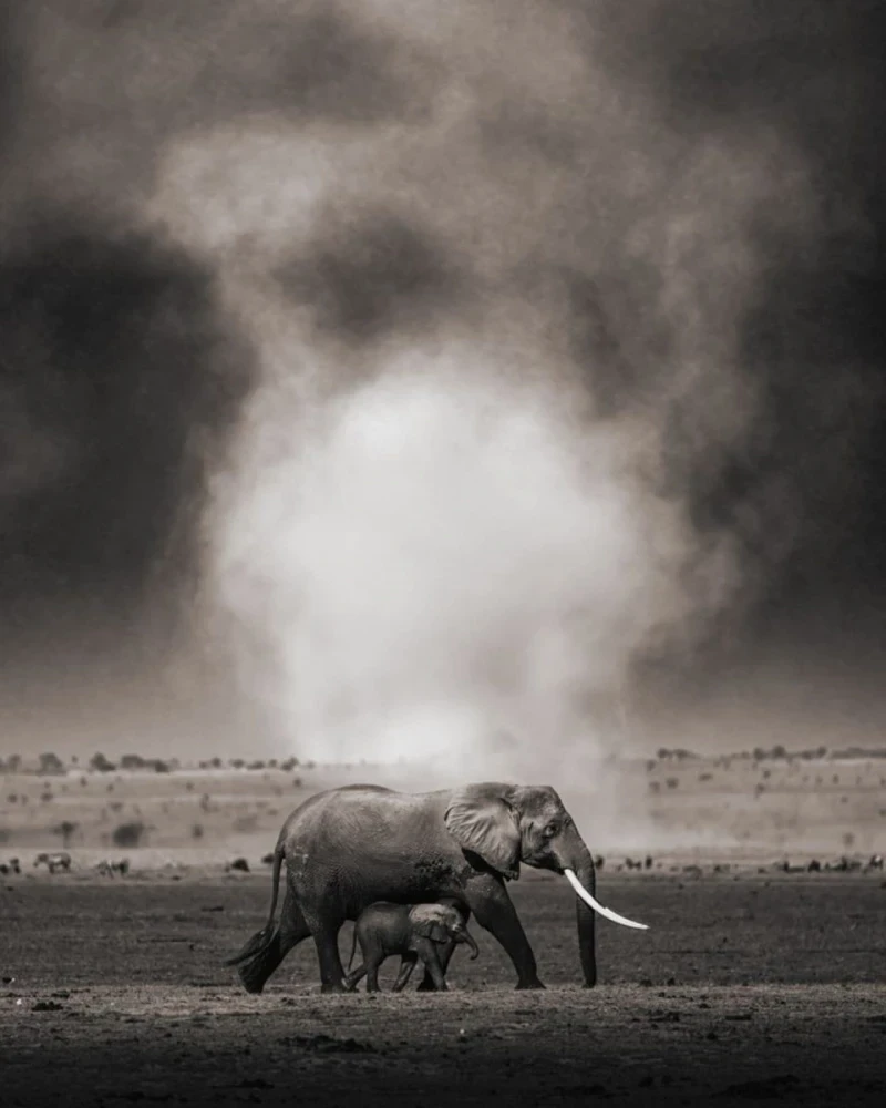 Опубликованы снимки дикой природы, получившие награду Monochrome Photography Awards 2025