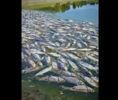 Бактериальное и химическое загрязнение воды: Госсанэпиднадзор выявил причины массовой гибели рыб в Иссык-Атинском районе
