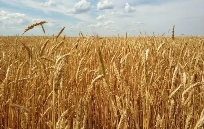 Минсельхоз назвал высокоурожайные сорта, рекомендуемые для высадки в КР
