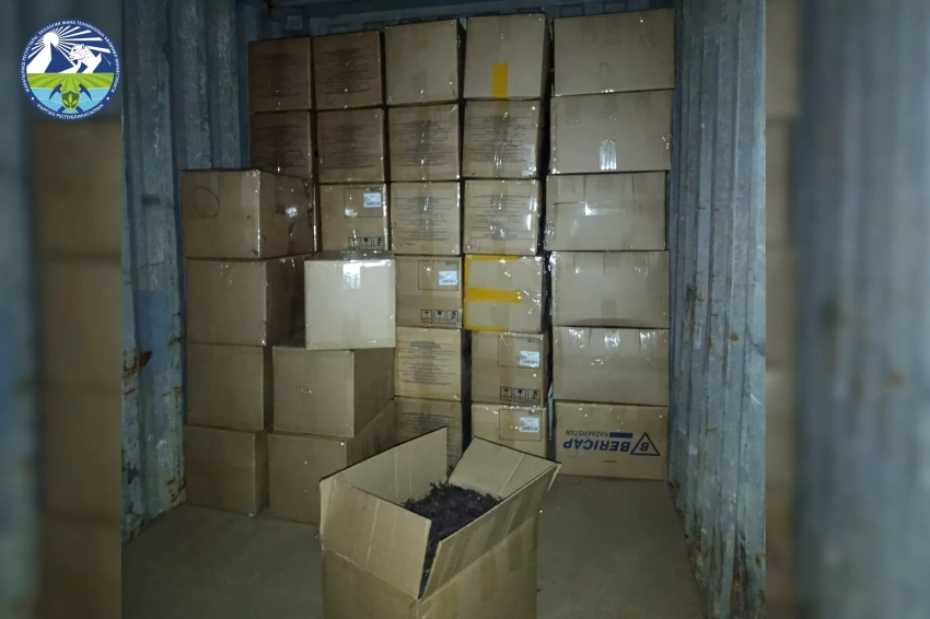 В Кыргызстане пресечена попытка незаконного вывоза 5300 кг дикорастущего растения макротомия