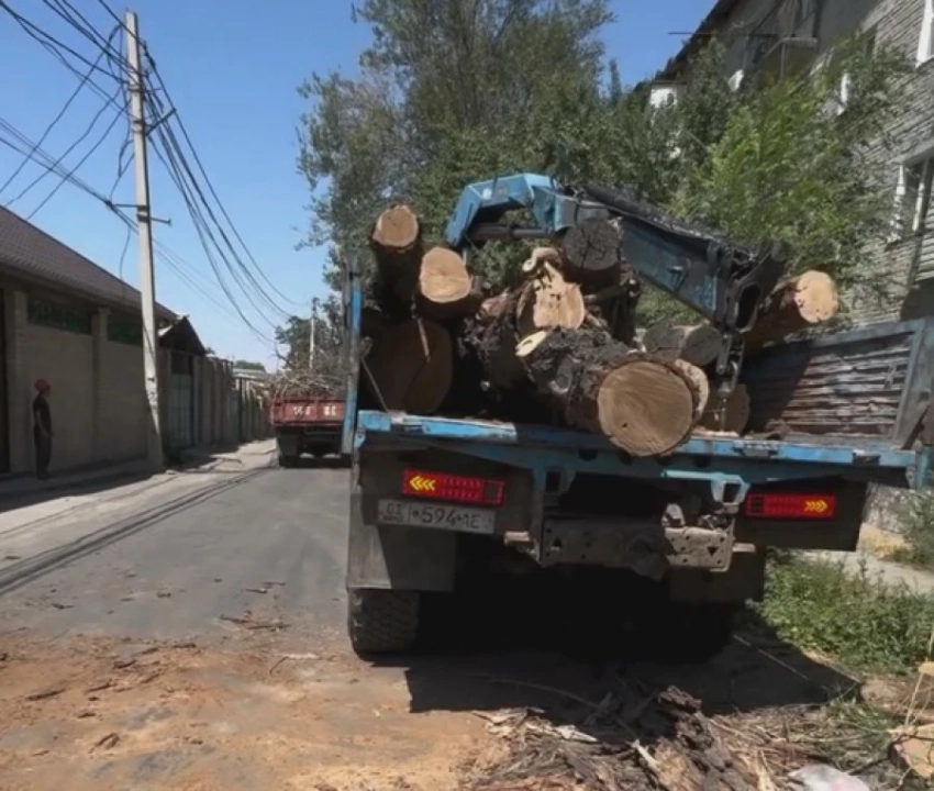 Мэрия Бишкека раздаст спиленные деревья на дрова малоимущим