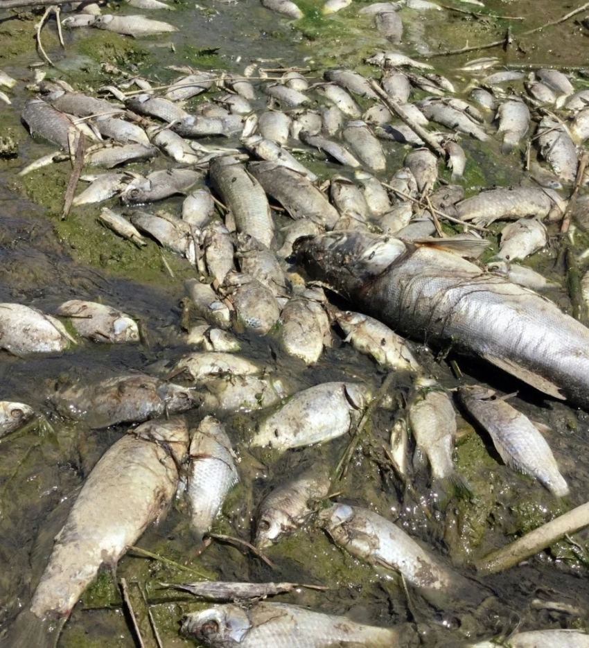 Причина гибели рыбы рыбхоза "Новое озеро" - химическое загрязнение воды