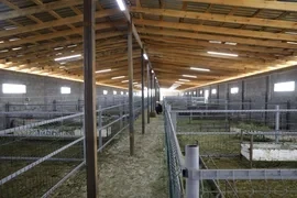 В Бишкеке открылся новый скотный рынок «Алтын-Казык» - фото