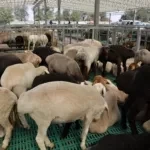 В Бишкеке начал работу новый скотный рынок «Алтын-Казык»