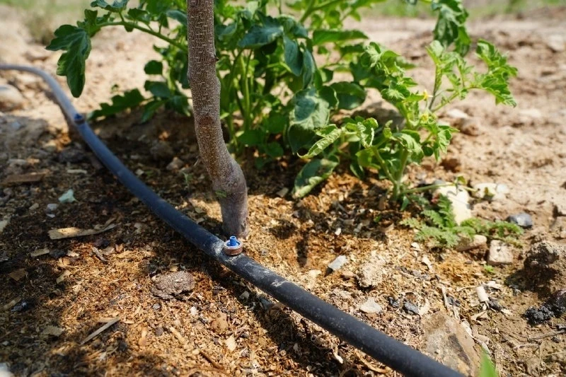 Капельное орошение сократило потребление воды на полив в Араванском районе