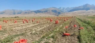 В Ат-Башинском районе началась уборка урожая картофеля