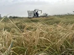 В Баткенской области в разгаре уборка урожая риса