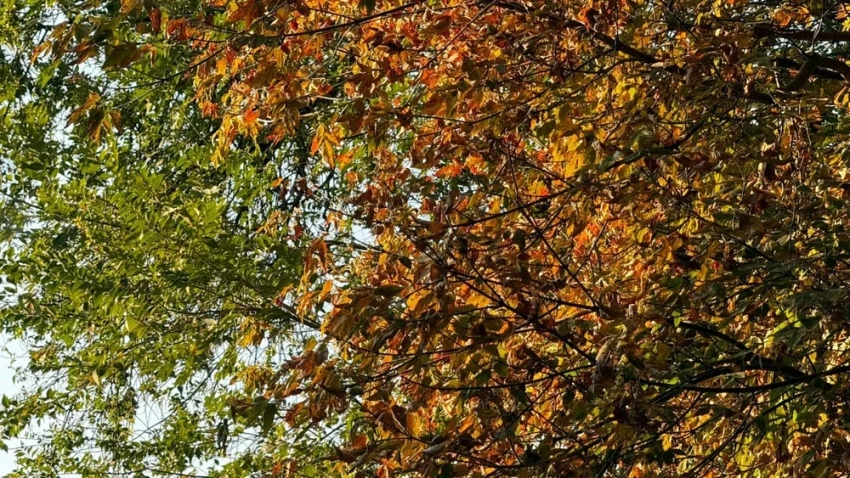 В выходные по Узбекистану начнётся понижение температуры