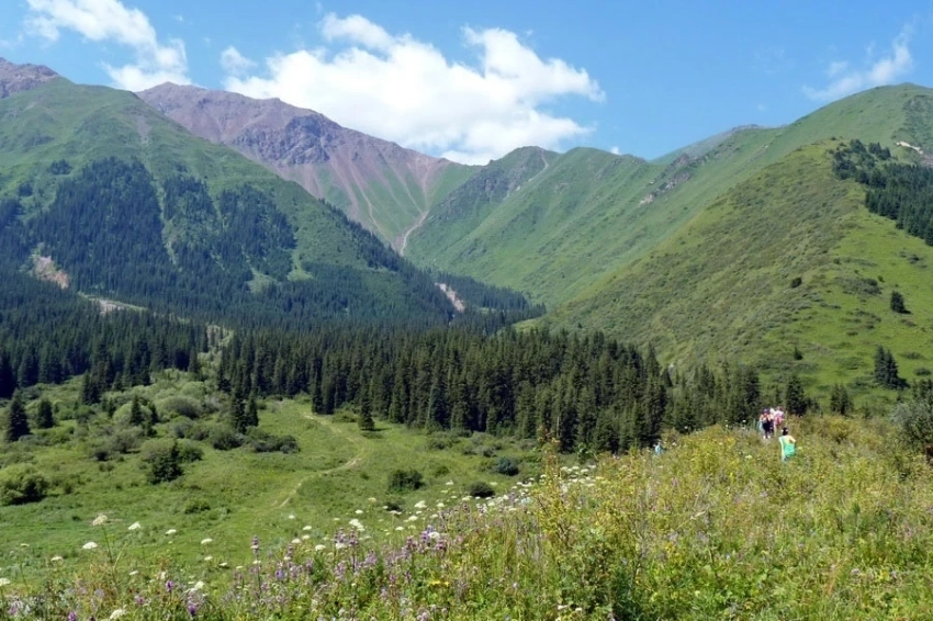 В "Шамшы-Туюке" установлены фотоловушки для изучения снежного барса