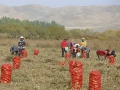 Таласцы приступили к сбору урожая картофеля - фоторепортаж