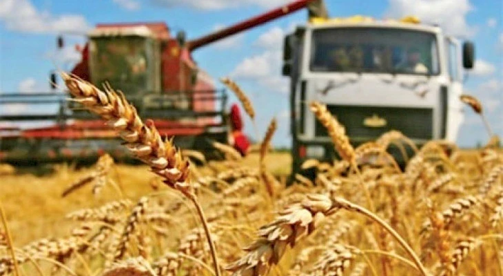 В Кыргызстане отмечен рост урожайности и валового сбора зерновых и овощей