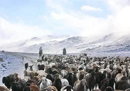 Последние стада спускаются с высокогорных джайлоо в долины Таласа – фоторепортаж