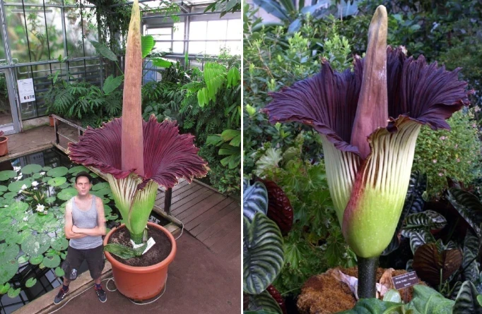 В Германии из ботанического сада украли самый вонючий цветок в мире