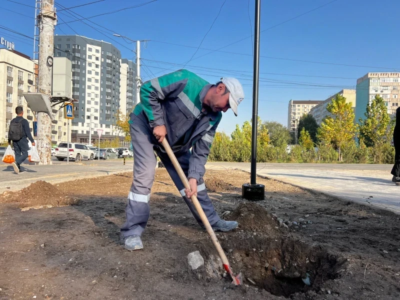 В Бишкеке готовятся к высадке более 10 тысяч деревьев и кустарников