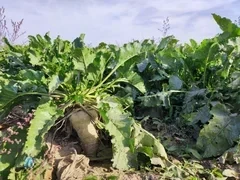 Свекловоды Кыргызстана столкнулись с последствиями весенней засухи и града