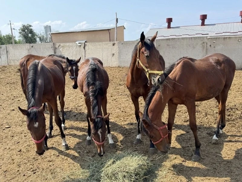 Теперь лошадей из Кыргызстана нельзя вывозить и авиатранспортом