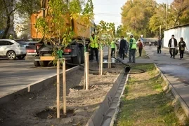 Вместо старых — молодые. Мэр ответил на критику за вырубку деревьев