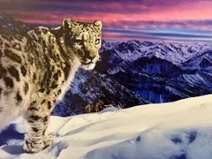Страна снежного барса. В Бишкеке стартовал форум «Бизнес, экология и спорт - Ак-Илбирс 2025»