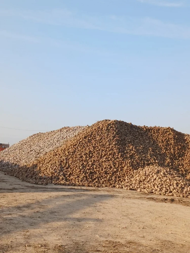 Фермеры надеются на рекордный урожай сахарной свеклы