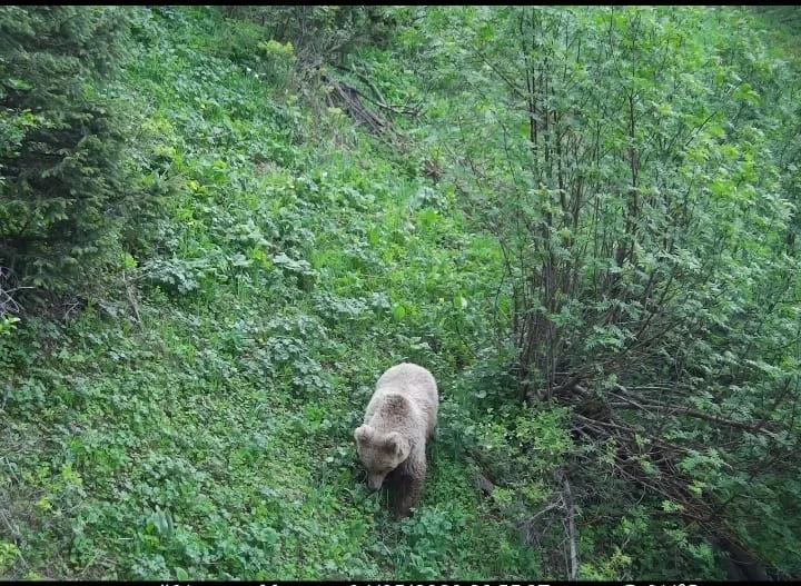 В парке «Салкын-Тор» фотоловушки запечатлели диких животных