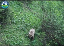 Фотоловушки в парке «Салкын-Тор» запечатлели диких животных