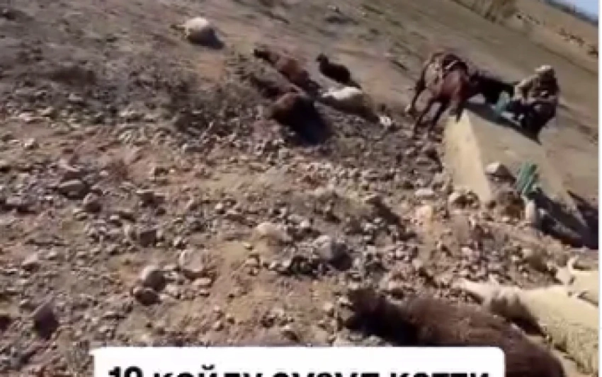 ДТП в Иссык-Кульской области. Автомобиль снес десять овец