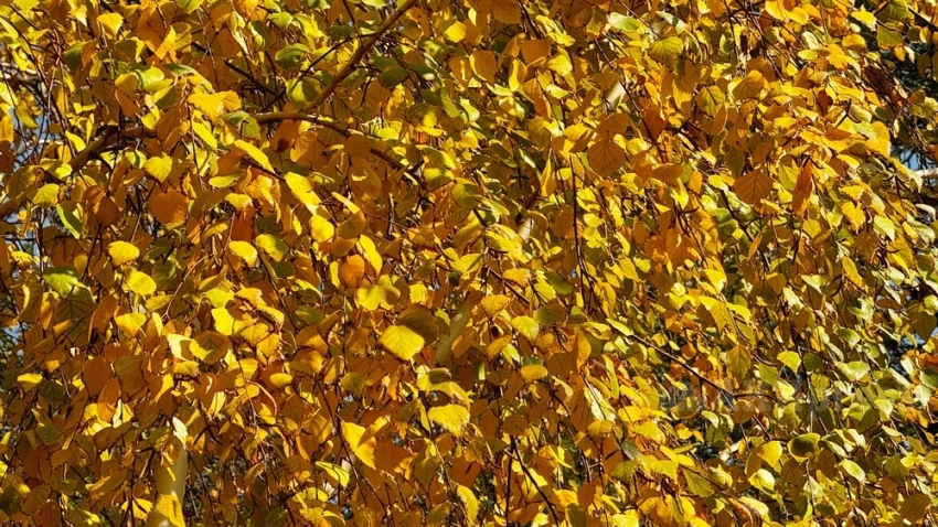 Похолодание ожидается на большей части Казахстана в ближайшие дни