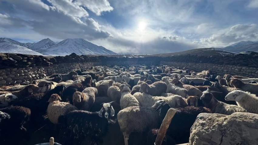 Этническим кыргызам на Малом и Большом Памире оказана ветеринарная помощь
