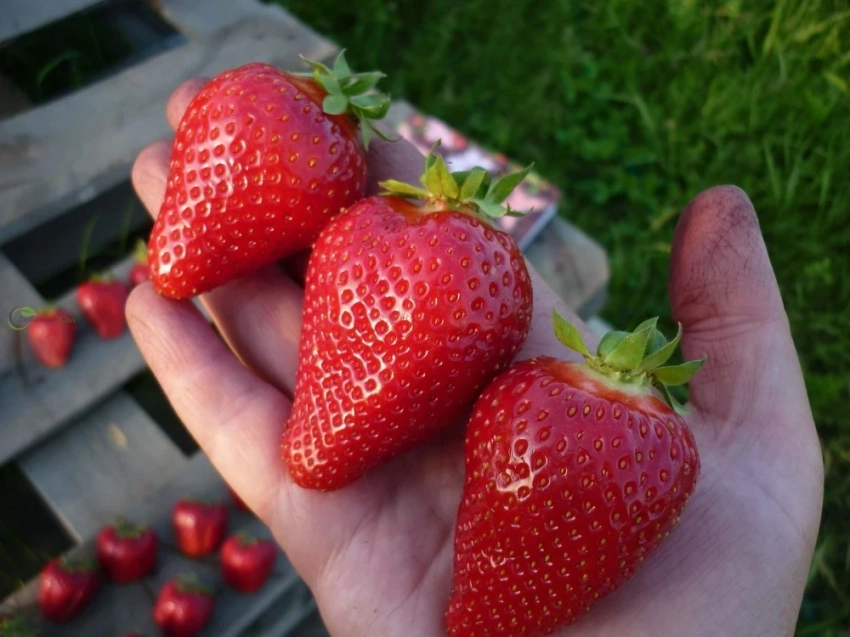 Баткенский фермер заработал за год 34 млн сомов на выращивании клубники