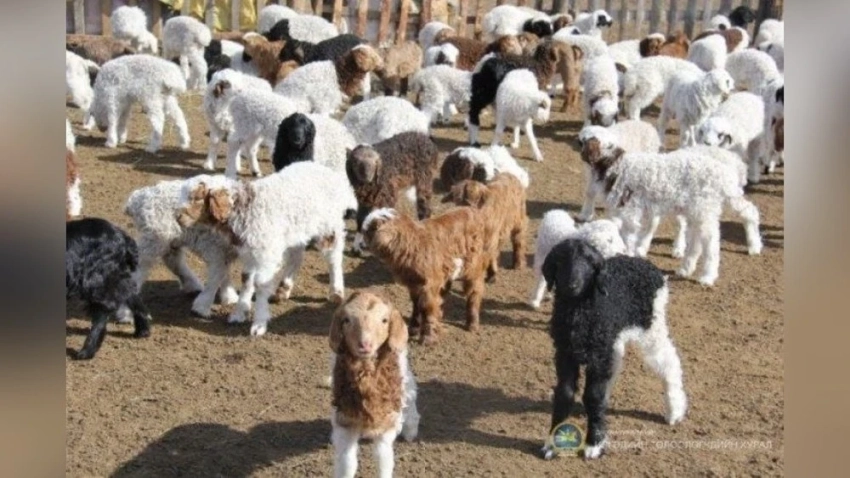 В Монголии наблюдается рост выживаемости новорожденных скота