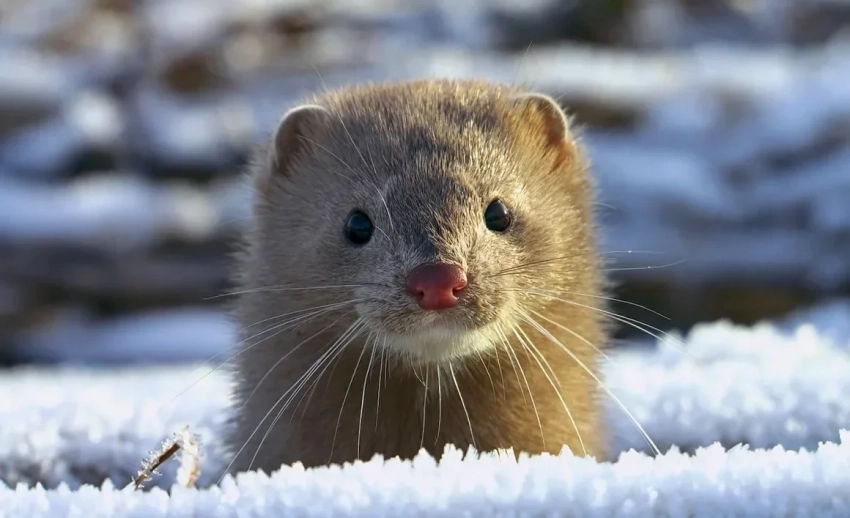 Польша запретила разведение животных на мех