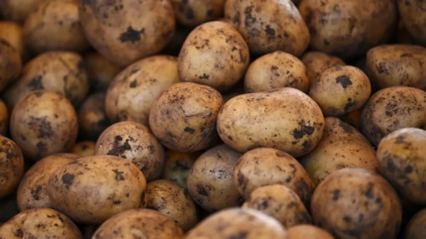 В Кыргызстан не пустили 25 тонн китайской картошки